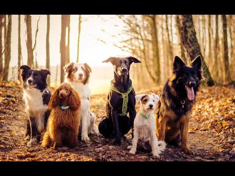 10 самых умных пород собак по версии Стенли Корена