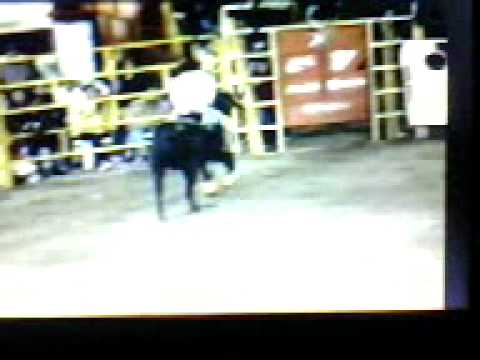 cacho mocho rodeos de arturo maza sanchez remolino...