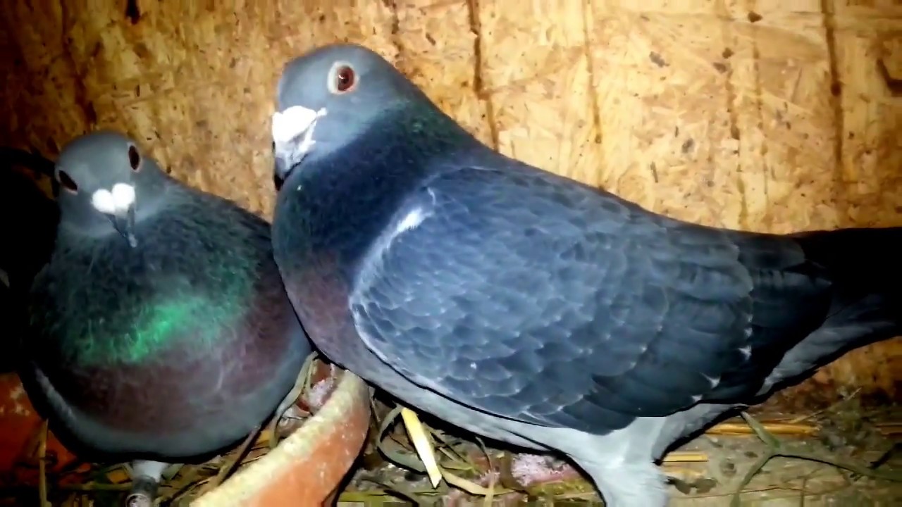 Piese grele- Aarden, Jef Vanroy,Jelle Jellema, Vanbruene