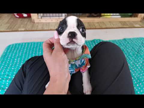 2019年5月24日生まれボストンテリア女の子飼い主様募集中です