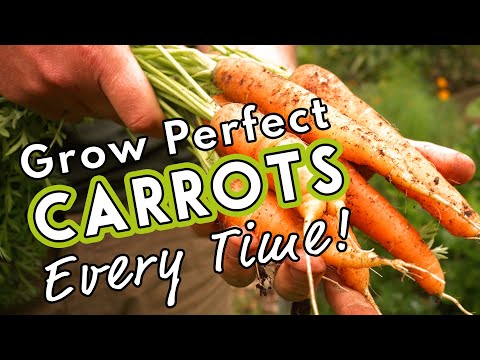 Grow Perfect Carrots Every Time! 🥕🥕🥕