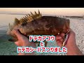 ドデカアコウとドデカシーバス釣りました！今日はデイロックフィッシュとデイショアジギング！本日キジハタ、ハマチブリ、ヒラメを昼間に狙います