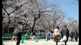 今年は歩き花見で