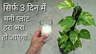 सिर्फ 3 दिन में मनी प्लांट हरा भरा हो जाएगा