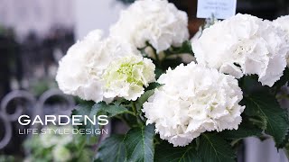 Mother's Day Gift] How about a flower gift selected by GARDENS