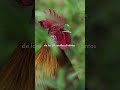 El cacareo de gallinas y gallos transmite el conocimiento de generación en generación.