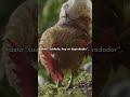 El cacareo de gallinas y gallos transmite el conocimiento de generación en generación.