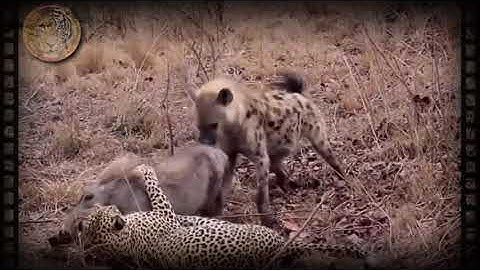 🦁Leopard still killing the Warthog while the Hyena is eating it alive