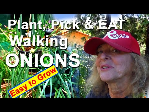 TIPS How to Grow Harvest Eat Walking Onions  BEST Pot Plant Egyptian Onion Container & Indoor Garden