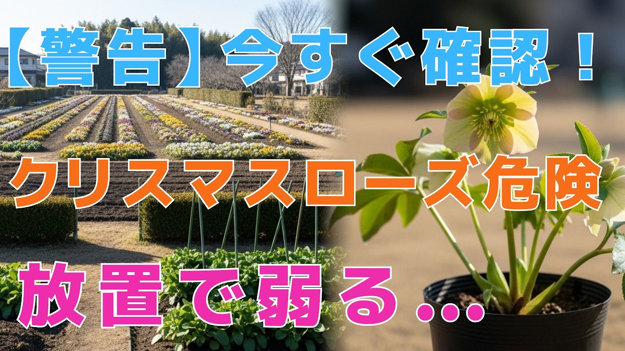 【99%の家庭菜園はこれを知るべき】2月のクリスマスローズ、今すぐこれしないと来年咲かない！？失敗しない鉄則