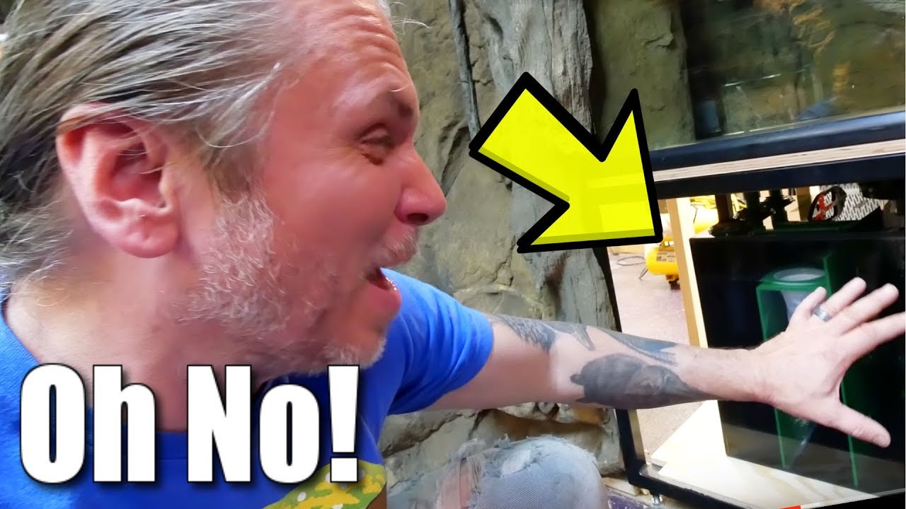 vlogs in spanish CLOSE DISASTER WHILE FINISHING MY ALLIGATOR AQUARIUM AT REPTILE ZOO!! | BRIAN BARCZYK