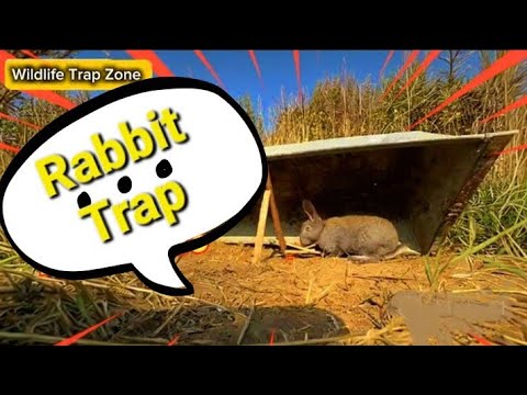 How to Make a Rabbit Trap |Easy DIY Humane Trap Tutorial | Best DIY ...