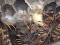 セグロアシナガバチの子殺し Paper Wasp Cannibalizing