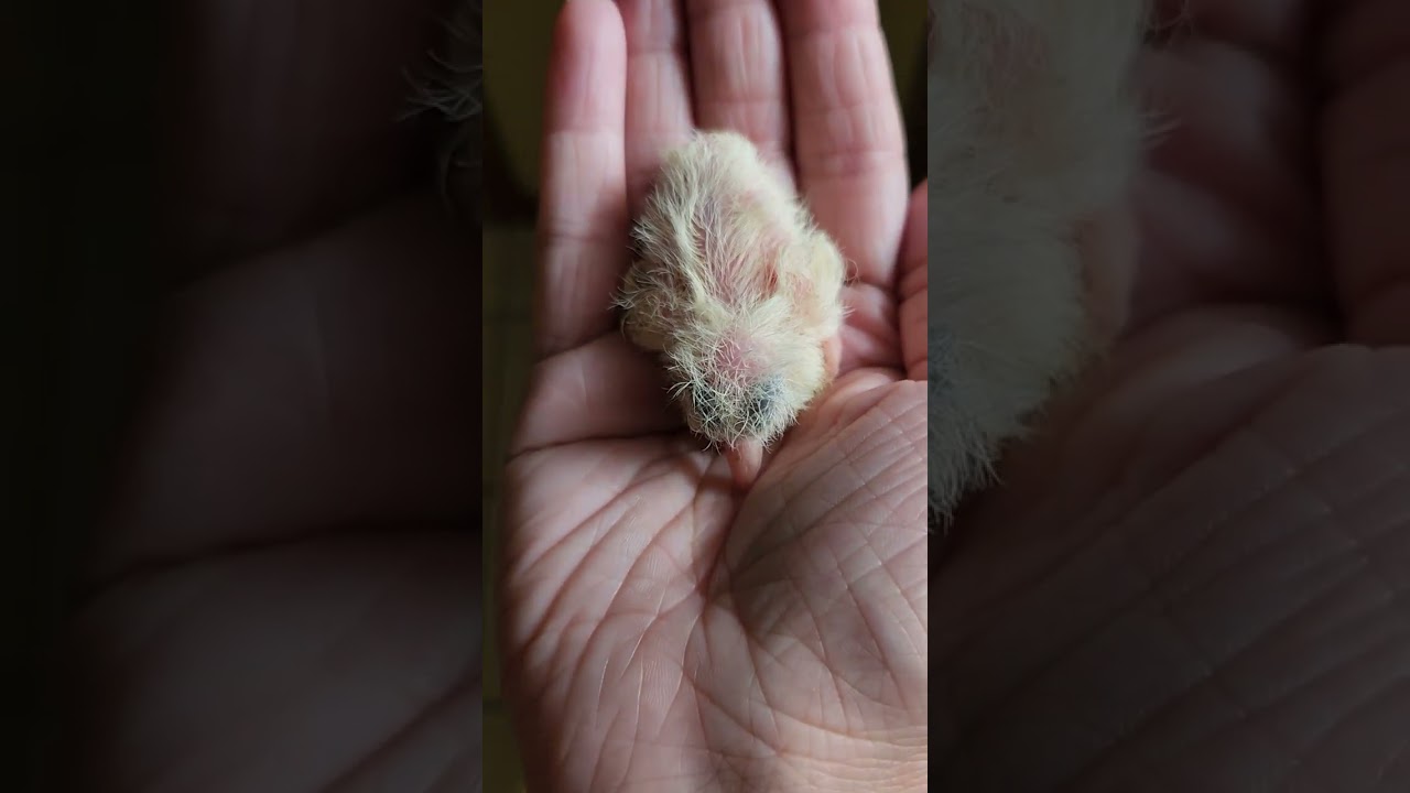 New Unique and beautiful color Ringneck Dove hatchling just born! It could be an Ice! 