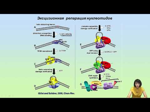 Лекция 7. Репарация ДНК.