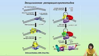 Лекция 7. Репарация ДНК.