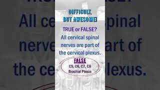 Spinal Nerves Quiz for Health & Medical Sciences 🤩