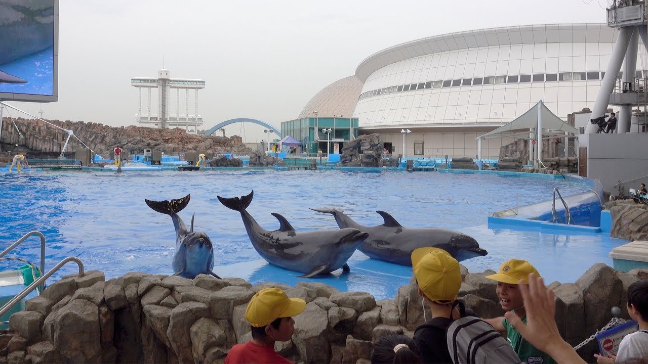 イルカパフォーマンス@名古屋港水族館2017年9月