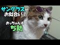 おっちゃんネコ「ち助」＃24 ネコ用サングラス！凸凹コンビに似合うかな？=●ｴ●=