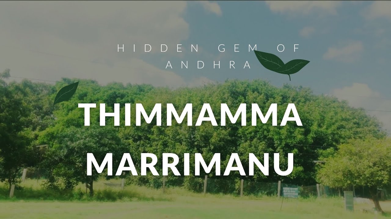 Thimmamma Martinaanu | Andhra Pradesh | world largest Banyan tree….