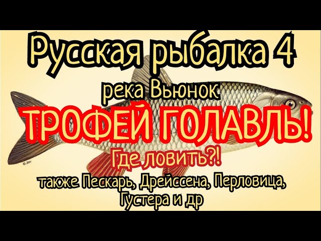 Ахтуба: Русская рыбалка 3 - густер - расположение, снасти и секреты рыбалки