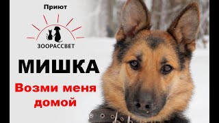 Взять собаку из приюта Мишка. Приют ЗООРАССВЕТ