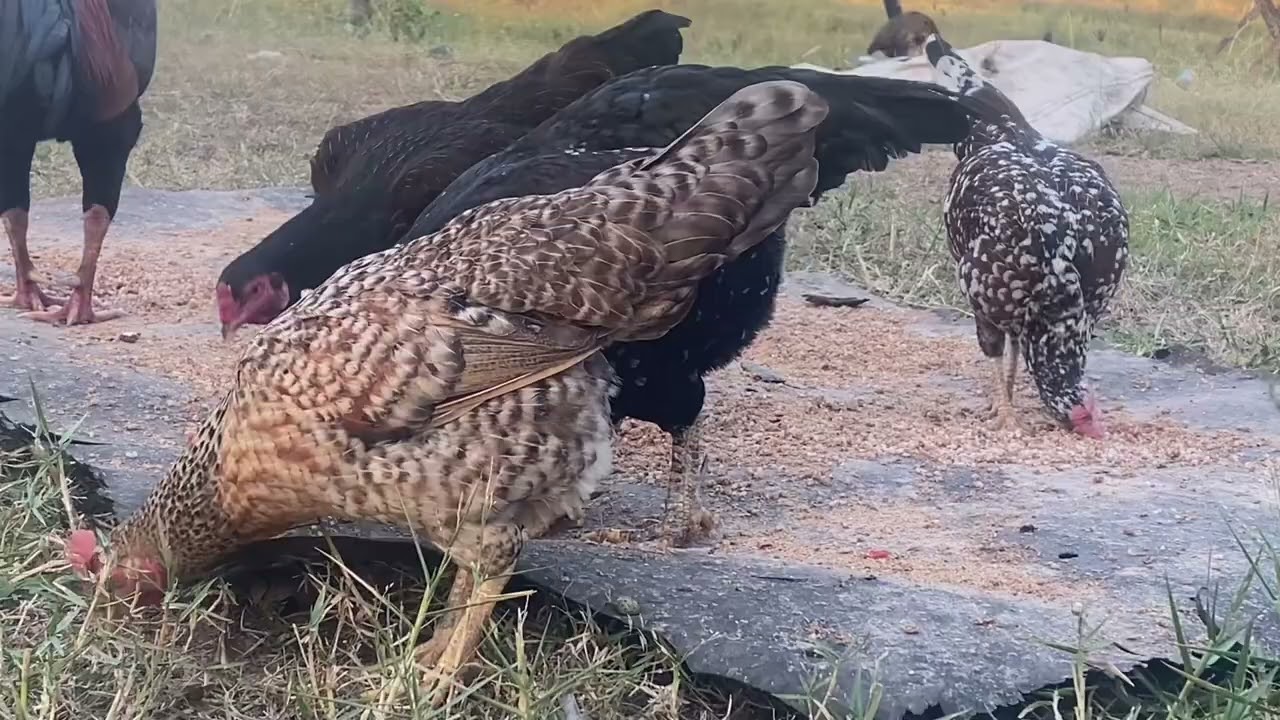 គ្រួសារមាន់🐓🐓