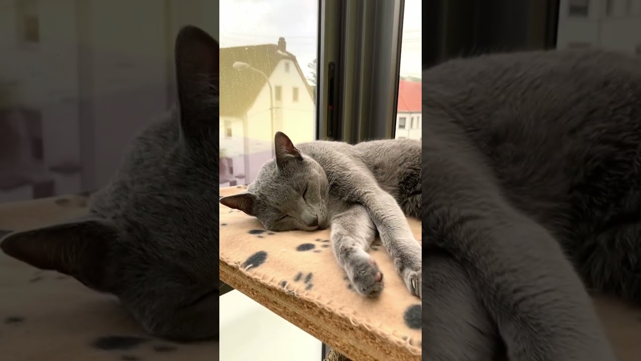 阳台上的小只小猫！外面下雨，丝毫不影响他们甜蜜的梦乡.治愈Little kitten on balcony! rain outside did not affect their sweet dream