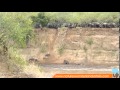 Wildebeest Migration in Kenya Masai Mara Part 2