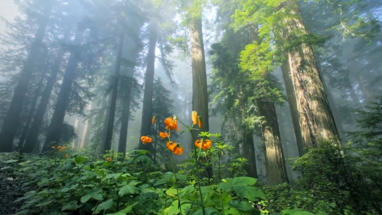 Piano And Morning Bird Ringtone Alarm Free Ringtones Download YouTube