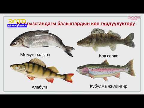 Video: Тегерек диаграммаларда кайсы элемент көп кездешет?