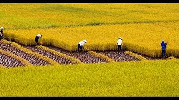 Đưa cơm cho Mẹ đi cầy - Hàn Ngọc Bích