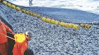 Amazing Big Catch Fishing On The Sea  Catch Hundreds Tons Fish With Modern Big Boat