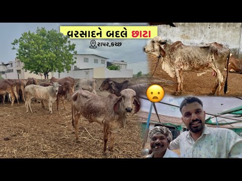 વાટે બેઠાં “વરસાદ” ની અને આવ્યા “છાટા”😦| આટલા છાટા માં તો જમીન ના પલળી,બાકી ગાયો પલળી 🥰