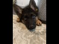 Cutedog dogs youtubeshorts viral subscribe cute doggo germanshepherd germanshepherdpuppy