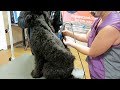 Dog Extremely Matted Short Haircut