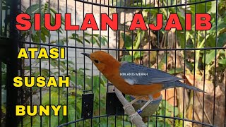 TERAPI SIULAN AJAIB ANIS MERAH ATASI SUSAH BUNYI‼️HW ANIS MERAH