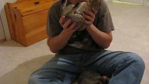 Video 10928651: f1 savannah kitten, f1 savannah cat, gorgeous savannah cat