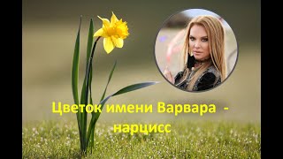 Цветок имени Варвара нарцисс