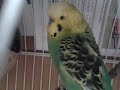 Mi Pequeño Aviario