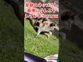 ネッコの動画見てクスッとなったら負けwww　#2ch動物スレ #動物 #猫 #shorts #2ch