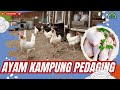 Cara mencetak ayam kampung pedaging