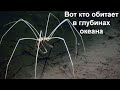 Жуткое существо из глубин океана!  Морской паук!