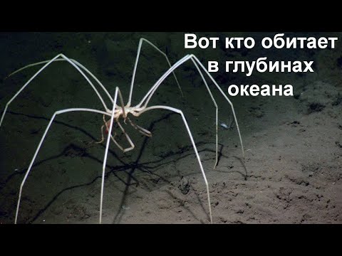 Жуткое существо из глубин океана! Морской паук!