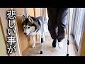 犬に骨折した足を踏まれ緊急事態に...
