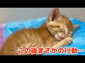 【子猫】お迎えしたばかりの茶トラの子猫の寝顔が可愛すぎる…