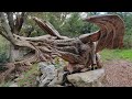 I told you we had Dragons in Wales  🏴󠁧󠁢󠁷󠁬󠁳󠁿  Coolest wood carved sculpture ever!