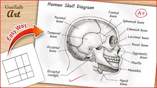 Human Skull Diagram Drawing CBSE / easy way / draw Human anatomy - Step by step for beginners