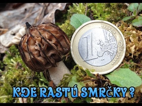 Video: Kde rastú smrže?