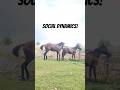 Social Dynamics of Stallions and Mares in Managed Environments🐴 #shorts